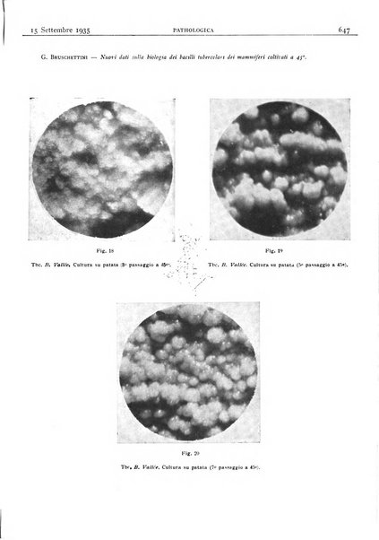 Pathologica rivista quindicinale