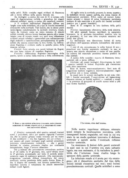 Pathologica rivista quindicinale