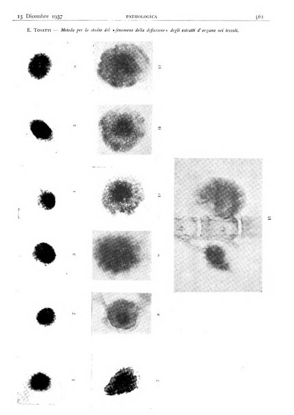 Pathologica rivista quindicinale