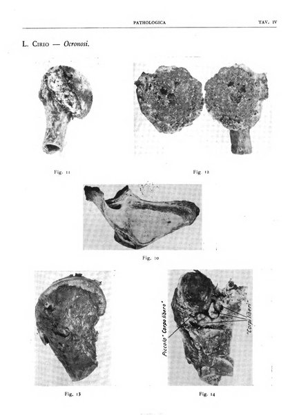 Pathologica rivista quindicinale