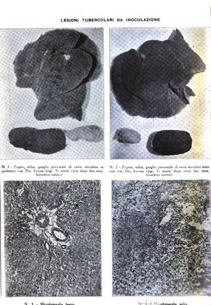 Patologia comparata della tubercolosi