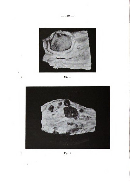 Patologia comparata della tubercolosi