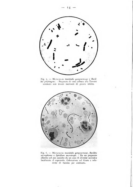 Rivista militare di medicina veterinaria Periodico bimestrale