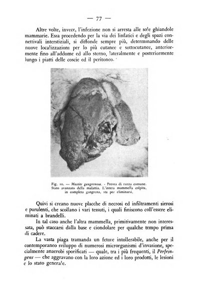 Rivista militare di medicina veterinaria Periodico bimestrale