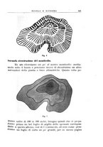 giornale/CFI0365647/1933-1934/unico/00000387