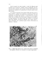 giornale/CFI0388512/1934/unico/00000294