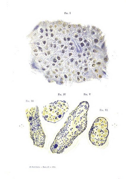 Il policlinico. Sezione chirurgica organo della Società italiana di chirurgia