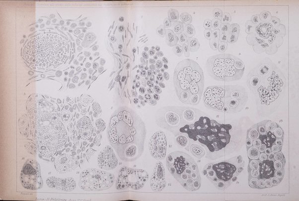 Il policlinico. Sezione chirurgica organo della Società italiana di chirurgia