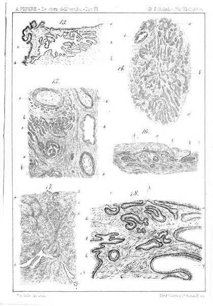 Il policlinico. Sezione chirurgica organo della Società italiana di chirurgia