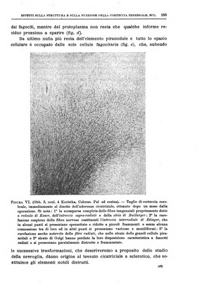 Il policlinico. Sezione chirurgica organo della Società italiana di chirurgia