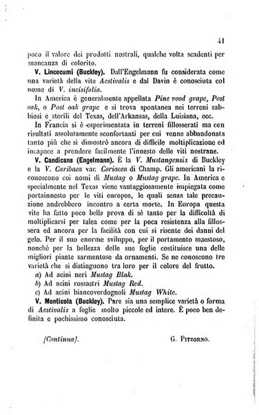 Viti americane la filossera e le altre malattie della vite