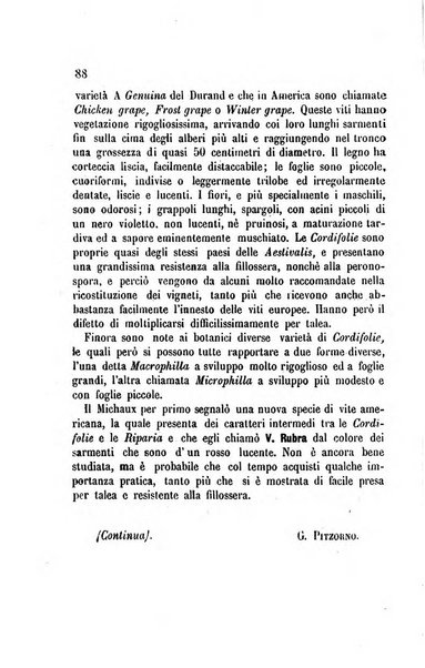 Viti americane la filossera e le altre malattie della vite