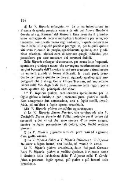 Viti americane la filossera e le altre malattie della vite