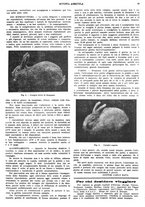 giornale/CFI0410531/1931/unico/00000019