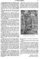 giornale/CFI0410531/1938/unico/00000015