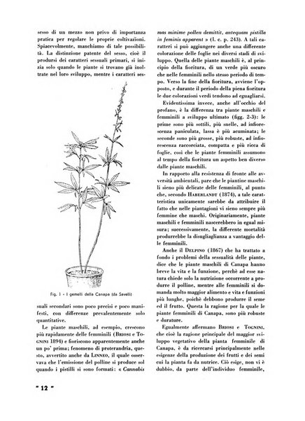 La canapa bollettino del consorzio industriali canapieri dei consorzi per la canapa