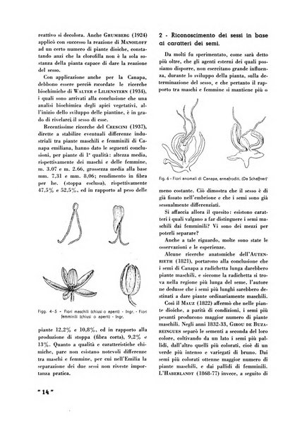 La canapa bollettino del consorzio industriali canapieri dei consorzi per la canapa