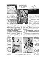 giornale/CFI0421883/1938/unico/00000232