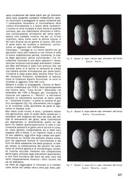 La seta bollettino di sericoltura