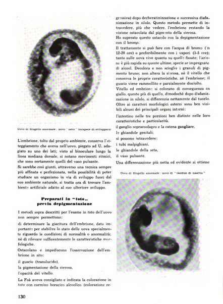 La seta bollettino di sericoltura