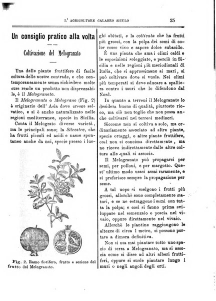 L'agricoltore calabro siculo giornale di agricoltura pratica