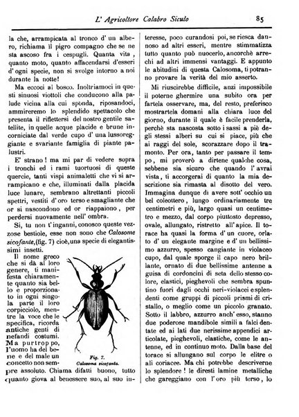 L'agricoltore calabro siculo giornale di agricoltura pratica