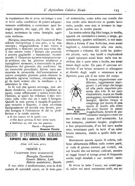 L'agricoltore calabro siculo giornale di agricoltura pratica