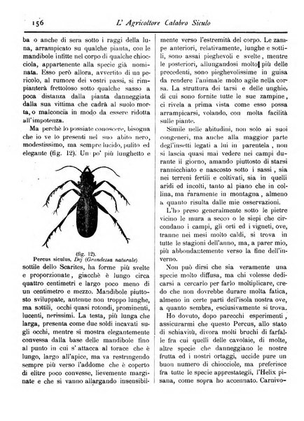 L'agricoltore calabro siculo giornale di agricoltura pratica