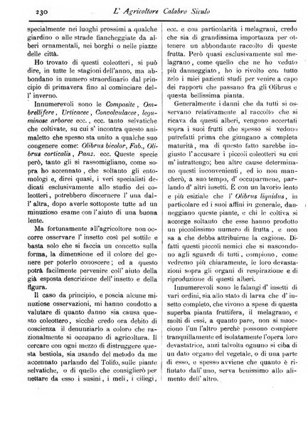 L'agricoltore calabro siculo giornale di agricoltura pratica