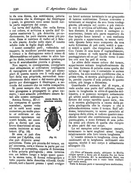 L'agricoltore calabro siculo giornale di agricoltura pratica