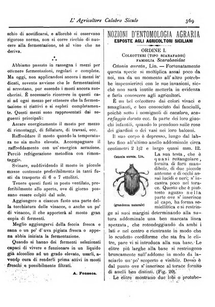 L'agricoltore calabro siculo giornale di agricoltura pratica