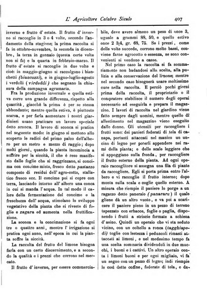 L'agricoltore calabro siculo giornale di agricoltura pratica