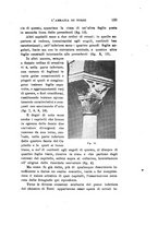 giornale/CFI0440535/1919-1920/unico/00000261