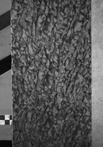 giornale/CFI0445708/1939/v.2/00002376