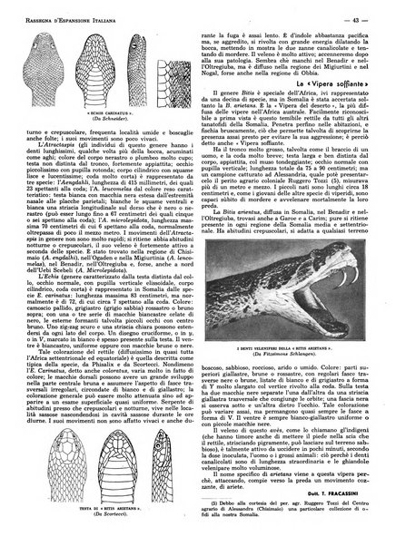 L'illustrazione coloniale