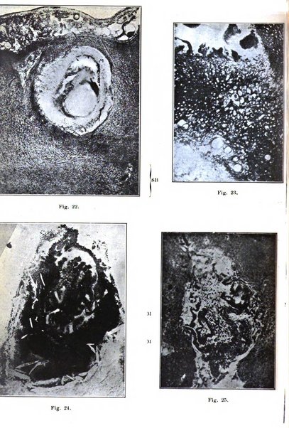 Rivista italiana di neuropatologia, psichiatria ed elettroterapia