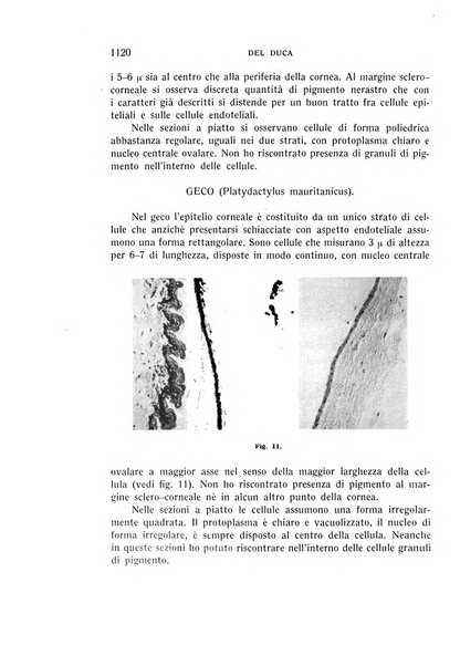 Bollettino d'oculistica periodico d'oculistica pratica