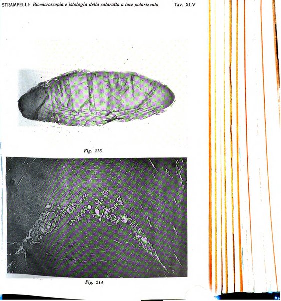 Bollettino d'oculistica periodico d'oculistica pratica