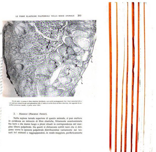 Bollettino d'oculistica periodico d'oculistica pratica