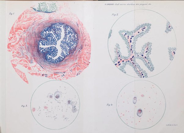 La rassegna d'ostetricia e ginecologia