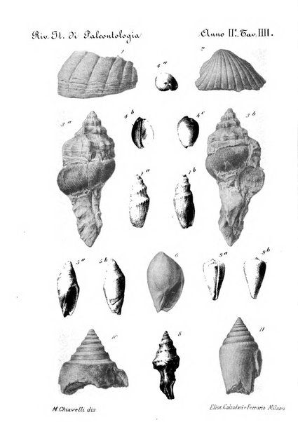 Rivista italiana di paleontologia