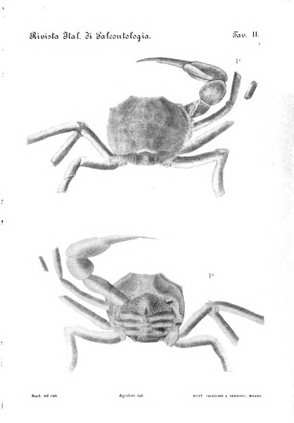 Rivista italiana di paleontologia