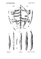 giornale/GEA0048100/1898-1900/unico/00000055