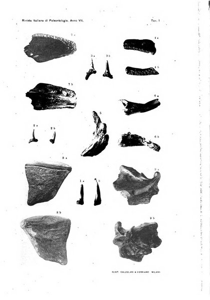 Rivista italiana di paleontologia