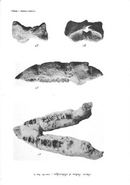 Rivista italiana di paleontologia