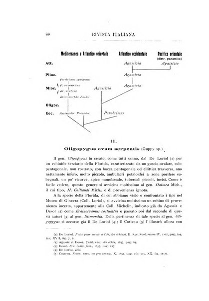 Rivista italiana di paleontologia