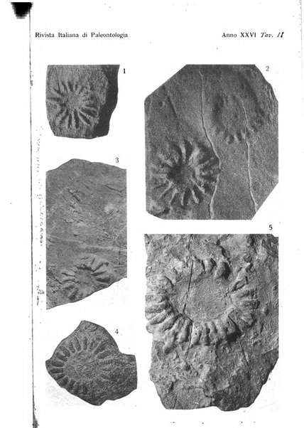 Rivista italiana di paleontologia