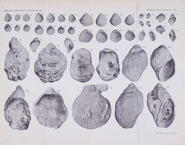 Giornale di geologia annali del R. Museo geologico di Bologna