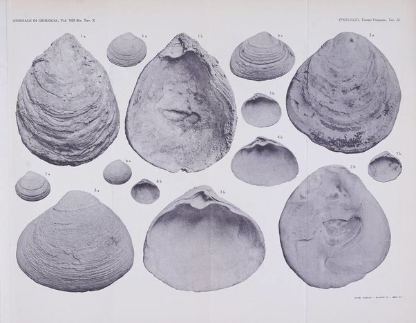 Giornale di geologia annali del R. Museo geologico di Bologna