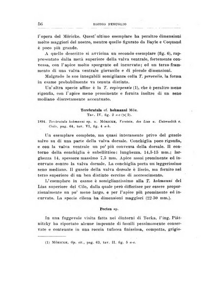 Giornale di geologia annali del R. Museo geologico di Bologna